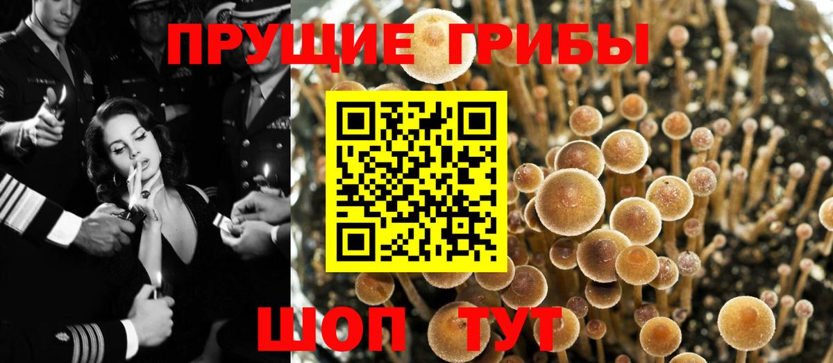 Новочебоксарск  Псилоцибиновые грибы Psilocybe  Вход с VPN 